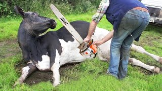 Ultimate Farming Adventure Girl with STIHL Chainsaw Cow Milking Tree Cutting and more [upl. by Airehtfele]