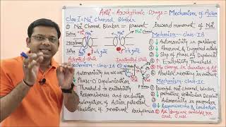 Medicinal Chemistry II 31 AntiArrhythmic Drugs Mechanism of Action  Sodium Channel Blockers [upl. by Anura]