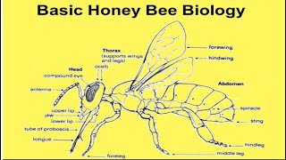 honey Bee Biology  apiculture  apiculture of honey bees  pollinator  species  collection 76 [upl. by Rabin]