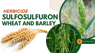 Sulfosulfuron Herbicide Guide Effective Weed Control for Wheat and Barley [upl. by Evans]