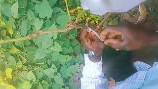 The process of grafting or budding 10 varieties of Mangoes under one tree in a small container [upl. by Moreland230]