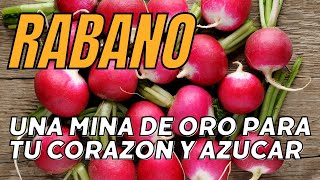 Beneficios del rábano  15 propiedades y beneficios del rábano como se come y contraindicaciones [upl. by Lenox]