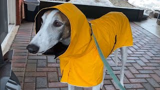 Adopted greyhound hates the rain [upl. by Frymire]