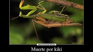 sexo violento entre insectos Mantis religiosa apareándose se come al macho praying mantis sex [upl. by Crystal]