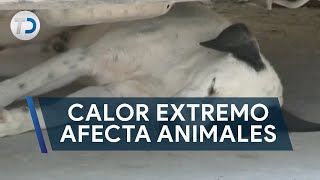 Perros y gatos callejeros mueren por el intenso calor [upl. by Suiraj114]