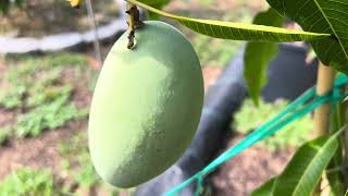 Orange Sherbet Mango 🥭 Tree in Florida USA 🇺🇸 [upl. by Piwowar]