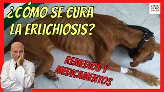 ERLICHIOISIS CANINA 🆘 QUE ES SÍNTOMAS FASES TERMINAL CRÓNICA DIAGNOSTICO Y TRATAMIENTO CASERO [upl. by Tallulah]