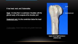 Upper end of the humerus  Dr Ahmed Farid [upl. by Doreen]