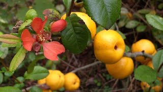 Chaenomeles Japonica Cydonia medicinal plant [upl. by Ailimaj777]