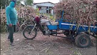 triciclo de carga carregando capin para cilagem [upl. by Follansbee21]