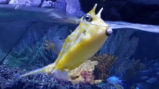 Funny Cowfish [upl. by Ahseia]