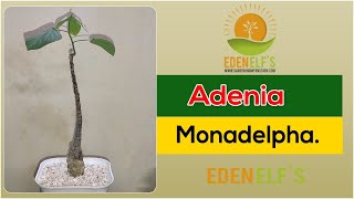 Adenia monadelpha Caudex plant  Edenelfs [upl. by Aklim511]