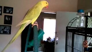 Lacey my pallid Indian Ringneck playing with toys [upl. by Geno]