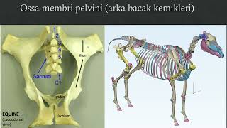 OSSA MEMBRİ PELVİNİ OS COXAE KALÇA KEMİĞİ [upl. by Mervin79]