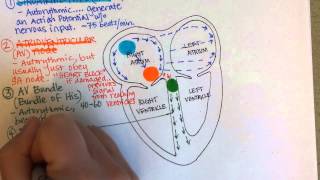 Conduction System of the Heart [upl. by Yblek]