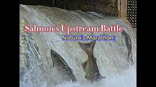 Salmon Upstream Battle Natures Marathon salmonrun nature livestream [upl. by Brookner]