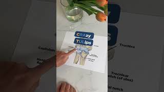 Memorization Trick for Elbow Joint Anatomy Crazy Tulips [upl. by Schouten]