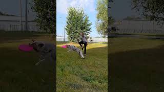 АО Райда  флип и флип с броском изпод ноги dogfrisbee dogtraining frisbeedog [upl. by Kinnard]