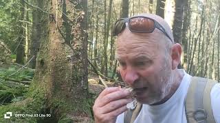 I ate a WITCHES EGG The Stinkhorn fungi fungi mushroom [upl. by Maybelle]