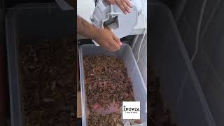 Biltong Slicing chowza16 [upl. by Waddell]