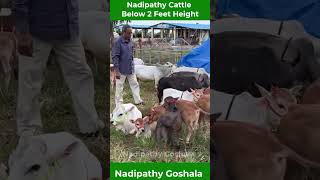 Nadipathy Goshala vlog insta joy animals you artgallery loveanimals Kids happy insta [upl. by Atalie]