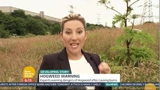 Giant Hogweed UK risks losing fight against toxic plant Experts Warn [upl. by Nerta557]