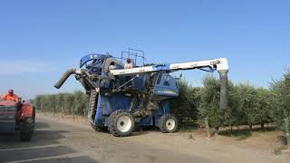 Rolland Rosenthal California Olive Farmer How Olives Are Grown  Harvested for Olive OIl [upl. by Nelleeus]