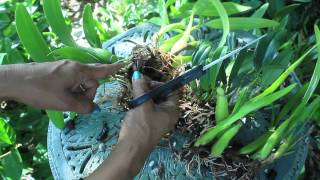 How To Propagate amp Divide Orchids  Aggregatum Encyclia Mitonia Brassavolae Cattleya [upl. by Shuma]