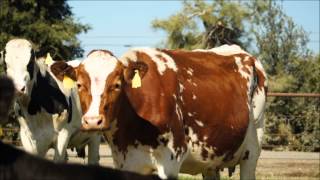 Pictures of Procross cows Montbeliarde x Swedish Red X Holstein crosses [upl. by Byrne]