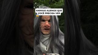 Animais albinos que você precisa ver😱 [upl. by Cob819]