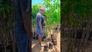 Naga Champa Plant Srikanth Nursery Aswaraopeta call9666079649 [upl. by Adnir]