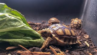 Sulcata Tortoise Care Guide [upl. by Graves]