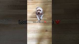 LOOK at this one cavapoo dog dogs [upl. by Im]