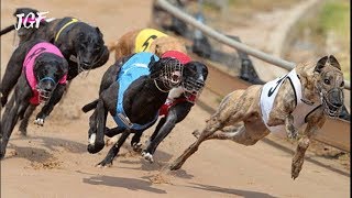 Irish greyhound racing  Track race [upl. by Acim]