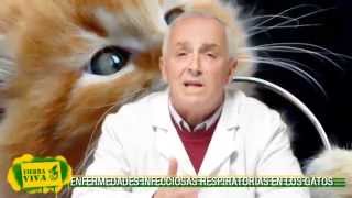 Dr Cladera  gatos Enfermedades Respiratorias [upl. by Crisey712]