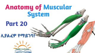 Anatomy of Muscular System Forearm Muscles Interesting Video Lecture with Amharic Speech Part 20 [upl. by Geneva968]