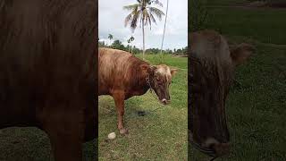 Red angus indukan bali [upl. by Itsrik]