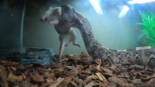 Gaboon viper most Furious Strike Venom kicks in Instantly Live feeding [upl. by Morganica]