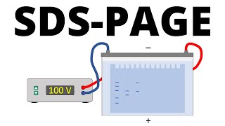 SDSPAGE explained  Protein Separation Technique [upl. by Otrebcire712]