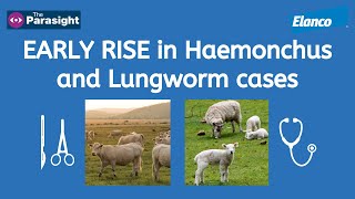 Lungworm in cattle and Haemonchus in sheep [upl. by Ybeloc]