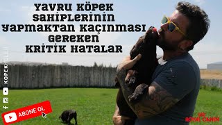 Yavru Köpek Sahiplerinin Kaçınması Gereken Kritik Hatalar [upl. by Ahsiram808]