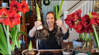 My Amaryllis Passion Grows How to Plant Propagate amp Rebloom Amaryllis Bulbs  Cut Amaryllis Tips [upl. by Warde]