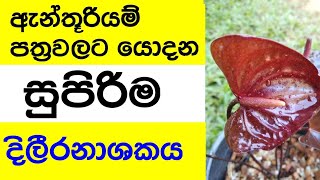 ඇන්තූරියම් වගාවේ දිලීර හානි සදහා සුසුපිරිම දිලීරනාශකය  anthurium wagawa sinhala [upl. by Rider970]