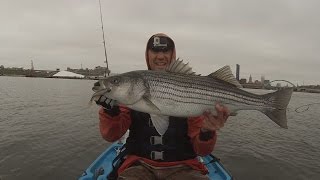 Spring Kayak Umbrella Rig Striped Bass Fishing Upper Narragansett Bay [upl. by Nnybor]