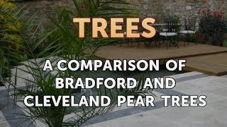 A Comparison of Bradford and Cleveland Pear Trees [upl. by Rotce]