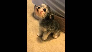 YorkieBichonFrise mix Yoshon howling [upl. by Elleneg]