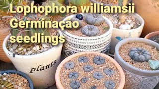 Germinação Peyotes growing lophophora from seed [upl. by Carpet]