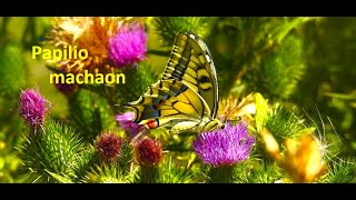 Papilio machaon is harvesting the flowers of Cirsium vulgare [upl. by Josselyn349]