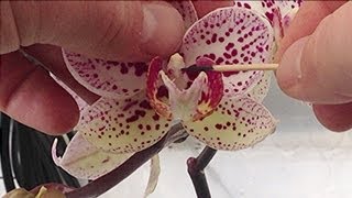 Orchid pollination  How to Hand pollinate Phalaenopsis Orchid flowers in the Greenhouse part 1 [upl. by Gnot724]