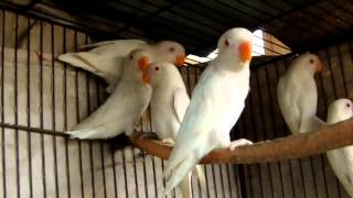 Beautiful Albino White Lovebirds [upl. by Ahcurb991]